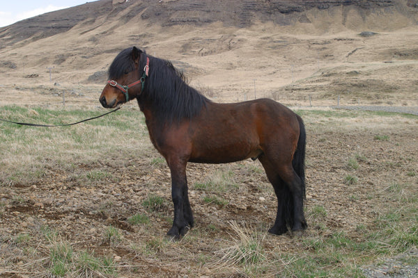 Sumarið í sveitinni