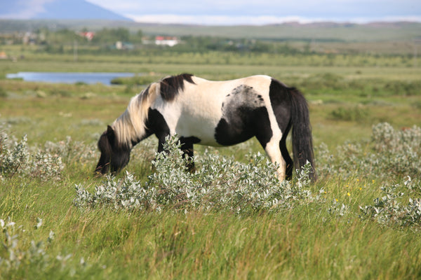 Sumarið í sveitinni
