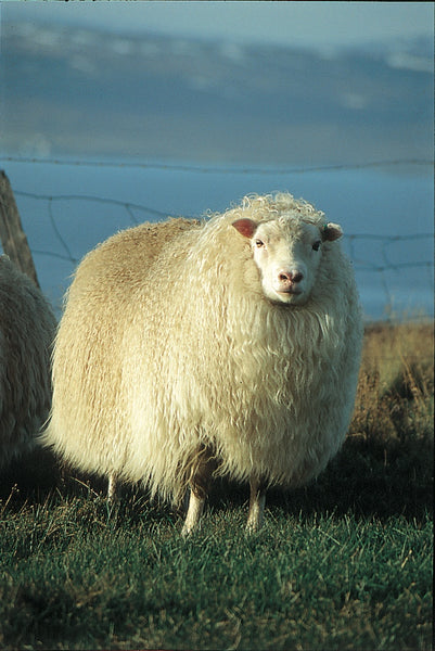 Sumarið í sveitinni