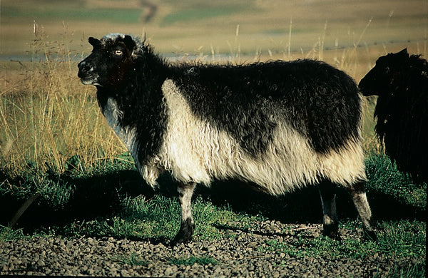 Sumarið í sveitinni