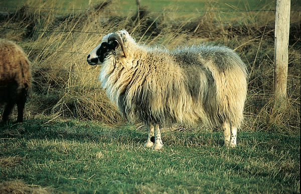 Sumarið í sveitinni