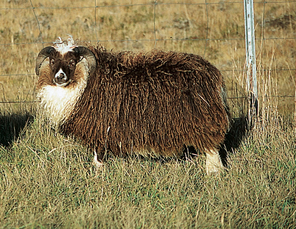 Sumarið í sveitinni